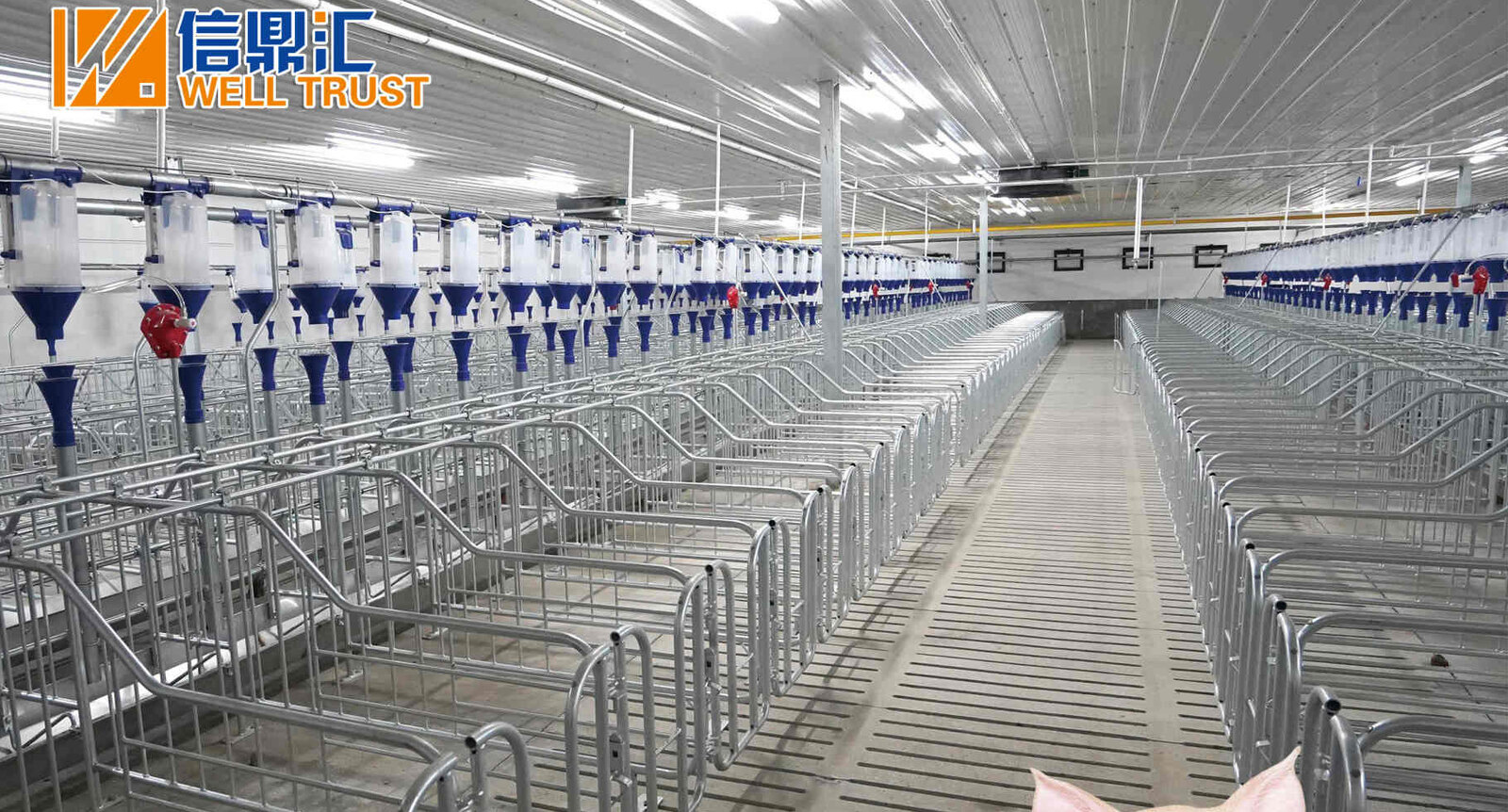 Modern pig house equipped by WELL TRUST